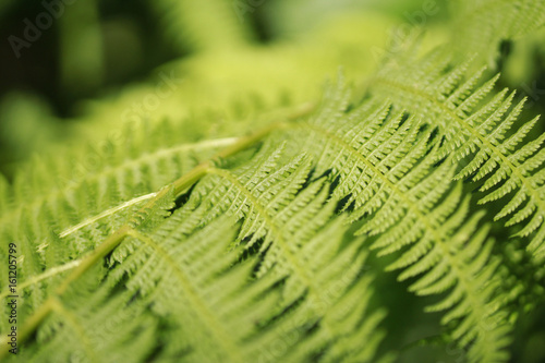 Fern
