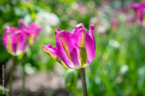 Bright pink tulips in the sunlight in Springtime