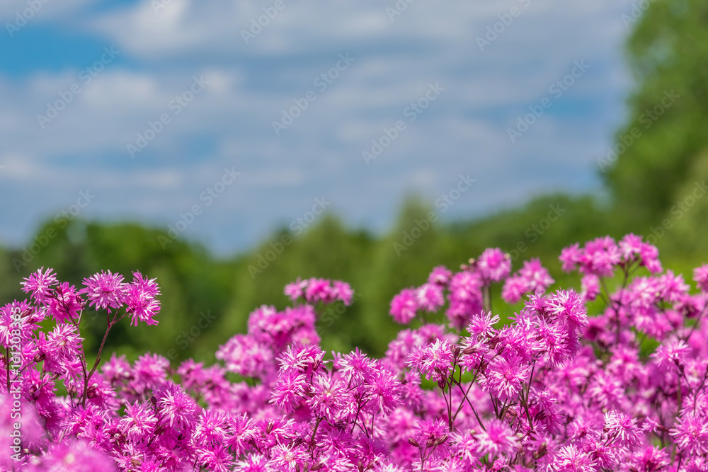 Closeup of pink flowers with pretty scenery in the blurred background Closeup of pink flowers with pretty scenery in the blurred background