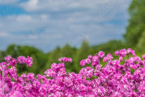 Closeup of pink flowers with pretty scenery in the blurred background