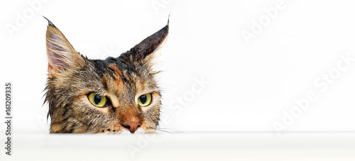 Fototapeta Naklejka Na Ścianę i Meble -  Wet cat in the bath