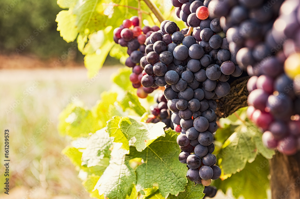 Obraz premium Bunch of grapes