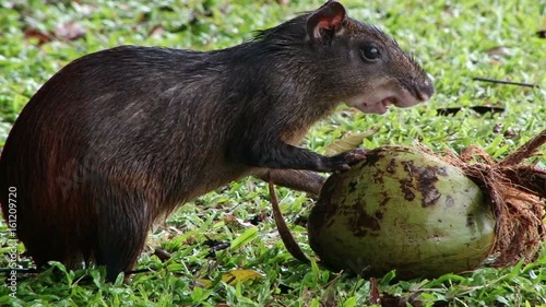 Close shot of Common Agouti eating from a fallen coconut on Devil’s Island Penal Colony, French Guiana photo