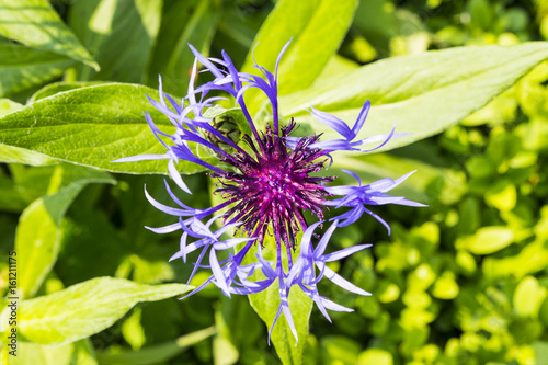 Purple flower in Hever Gardens