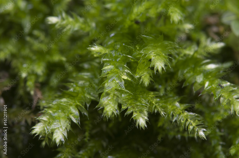 Moss (Hypnum cupressiforme) Moss (Hypnum cupressiforme)