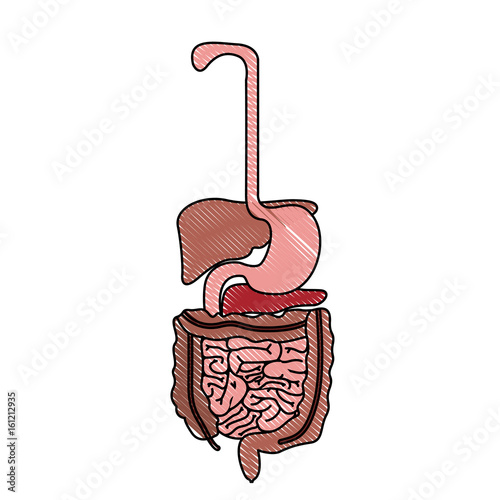 color crayon realistic silhouette human digestive system vector illustration