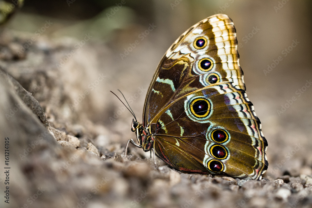 Naklejka premium Butterfly