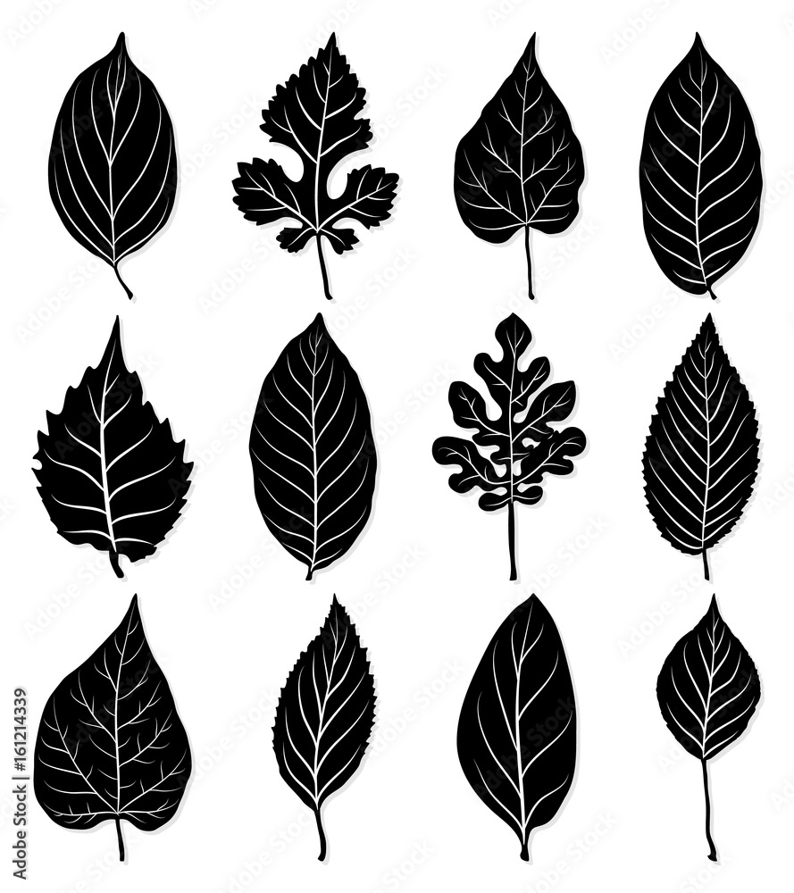 Leaves silhouette set isolated on white background vector