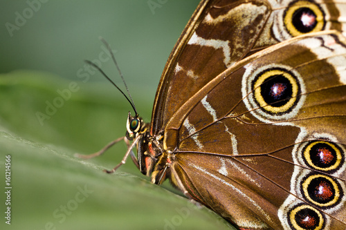 Butterfly © Martin