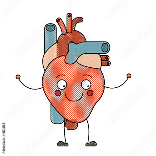 color crayon silhouette caricature circulatory system with heart vector illustration