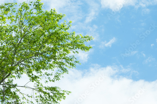 Green leaves against a bright blue sky. © Saichol