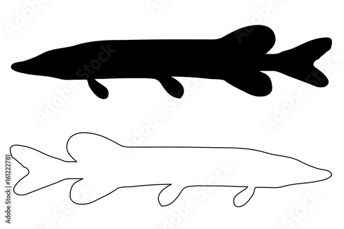 pike silhouette vector, (Esox lucius), 