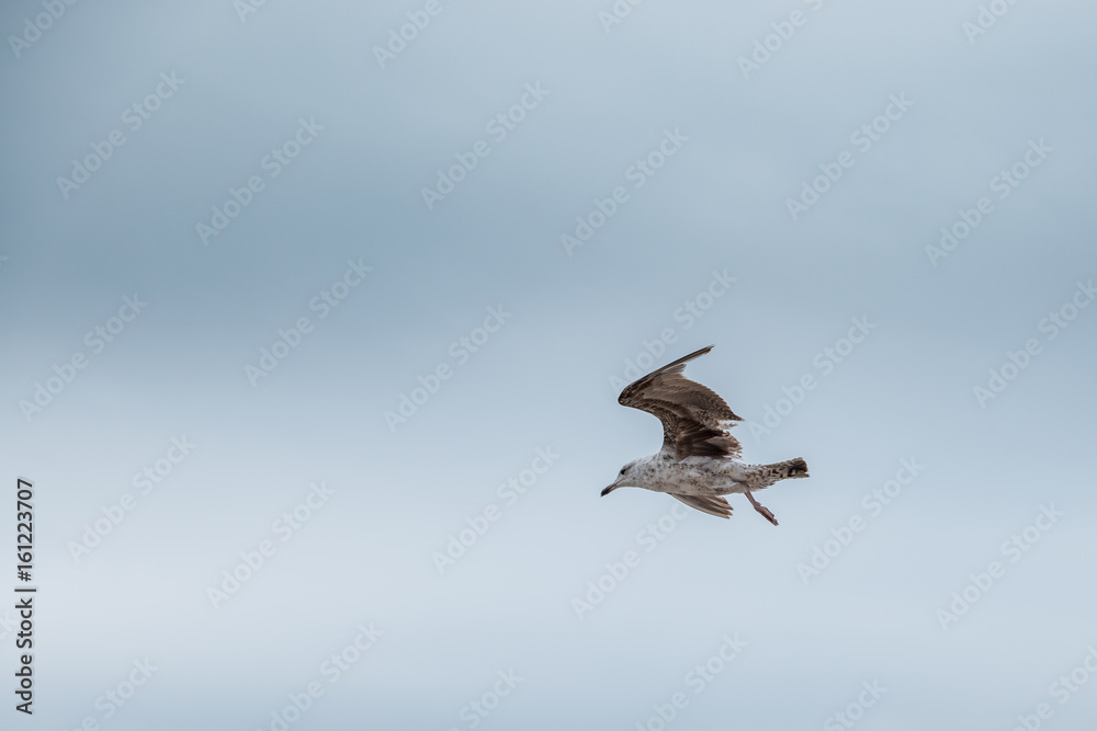 Obraz premium Flying seagull on the beach
