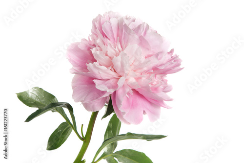 Pink peony isolated on white background.