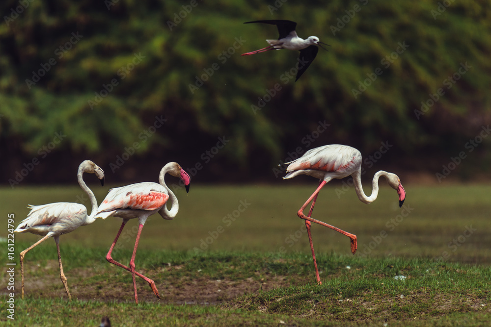 Obraz premium Leading the way