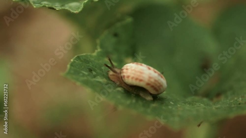 The cochlea snail crawls along the sheet, large for a fee. Macro photo