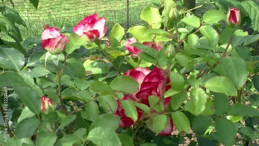 Viele Blüten der Rose Viele Blüten der Rose