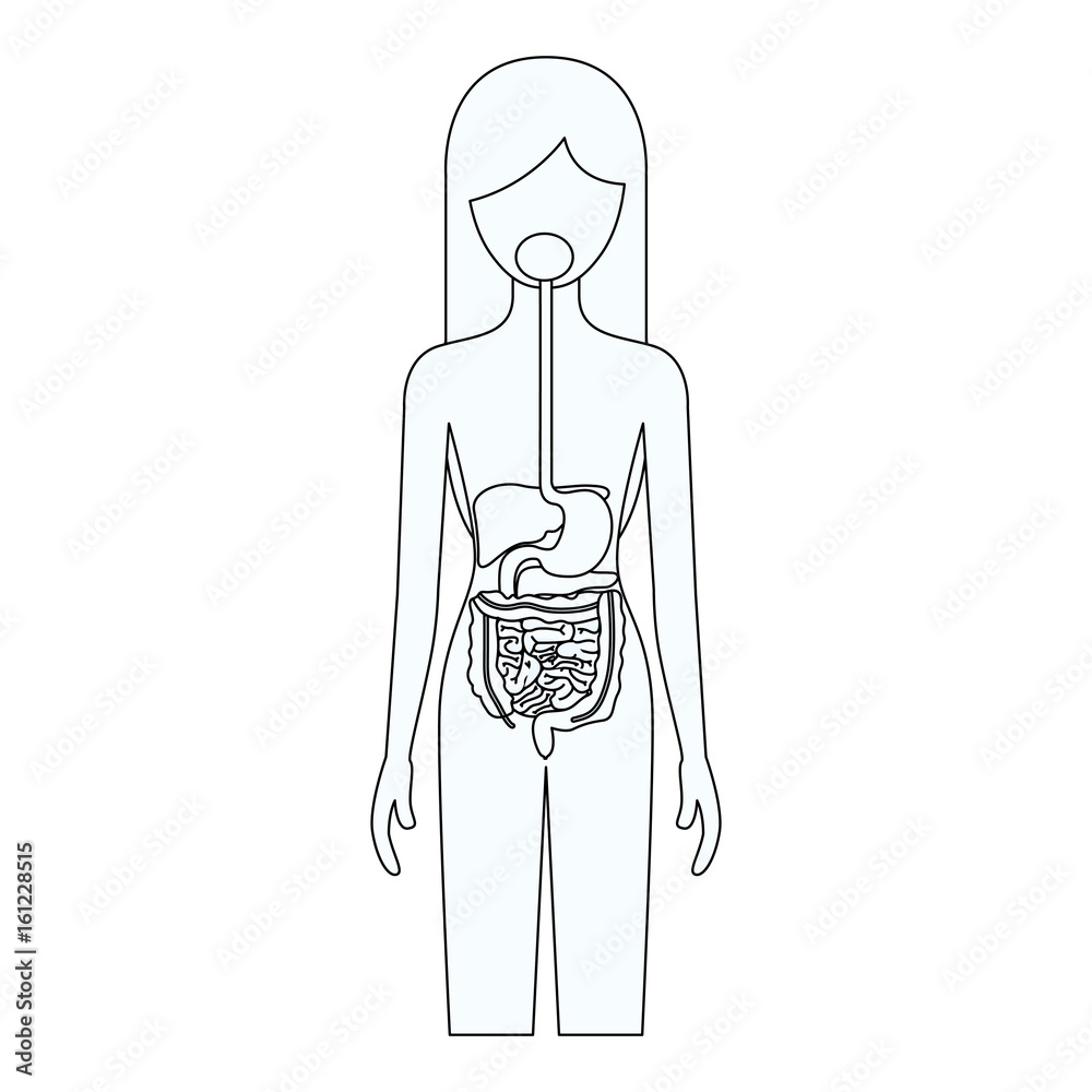 Digestive tract with labels pointing to the liver, stomach, small  intestine, colon, rectum, and anus - Media Asset - NIDDK