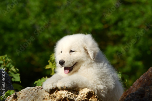 Portrait of Maremma Sheepdog