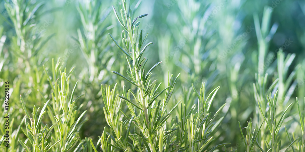 Rosemary plant, agriculture and gardening concepts - obrazy, fototapety, plakaty 