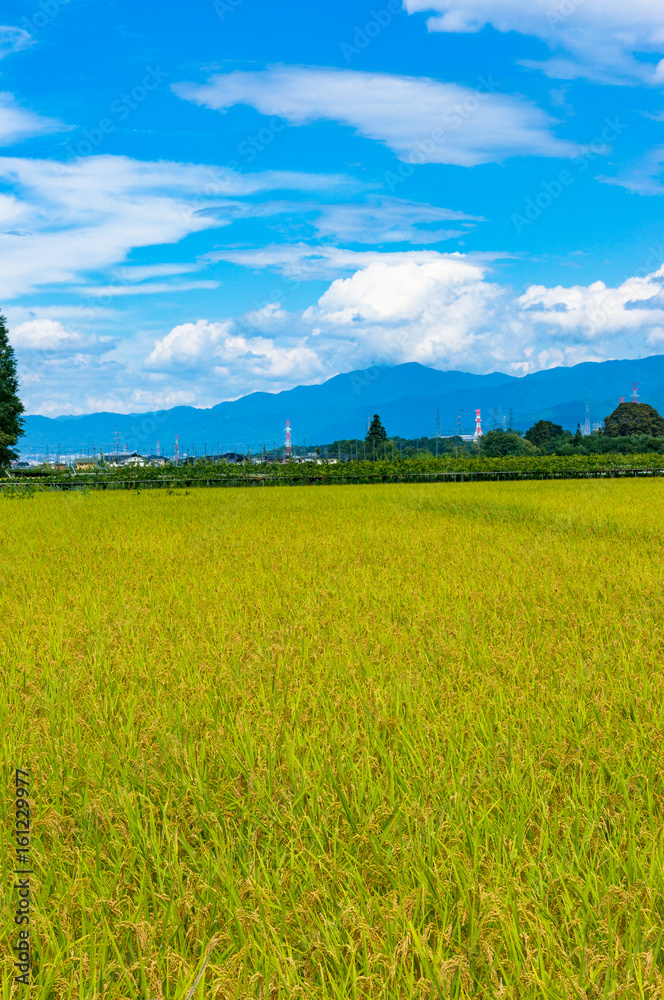 Rice field agriculture background. Ripe Rice harvest countryside landscape