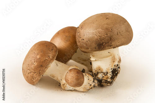 delicious mushrooms