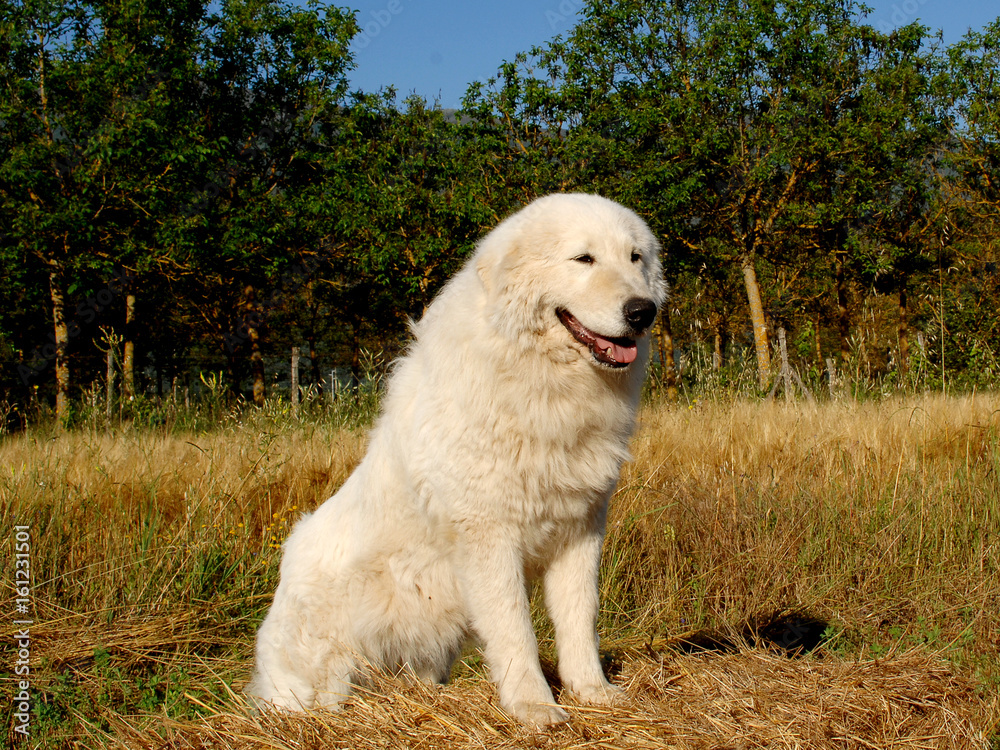 Portrait of Maremma Sheepdog