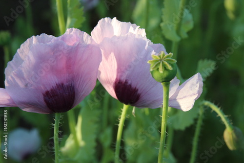 Lila_Mohn_Sommer_Traum photo