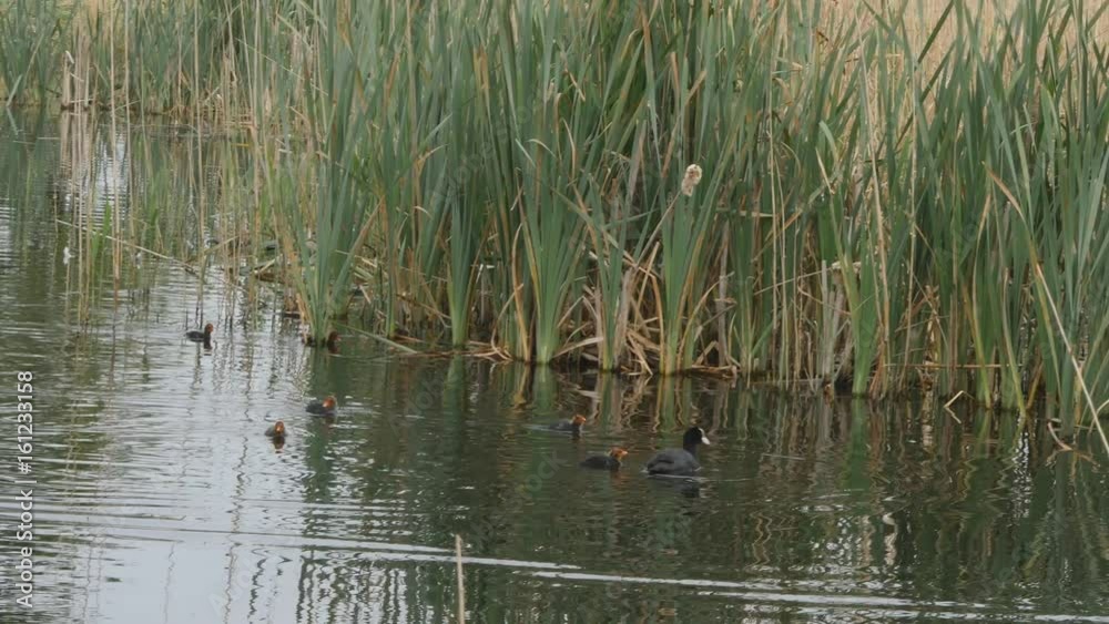 Coot and young family Coot and young family