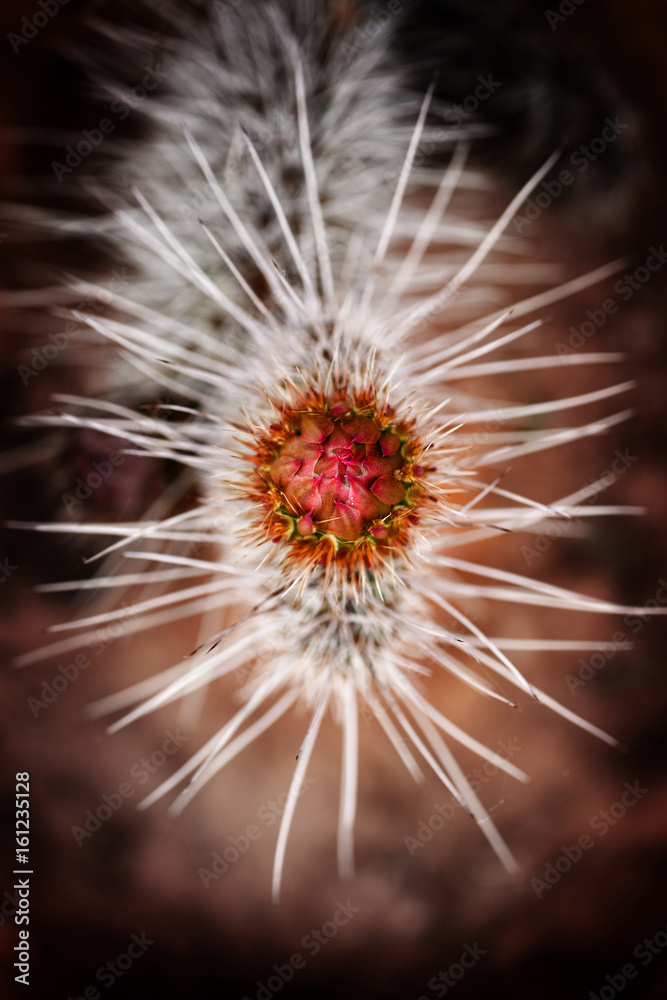 Fototapeta premium Prickly Pear Cactus with Flower and Sharp Thorns Spines