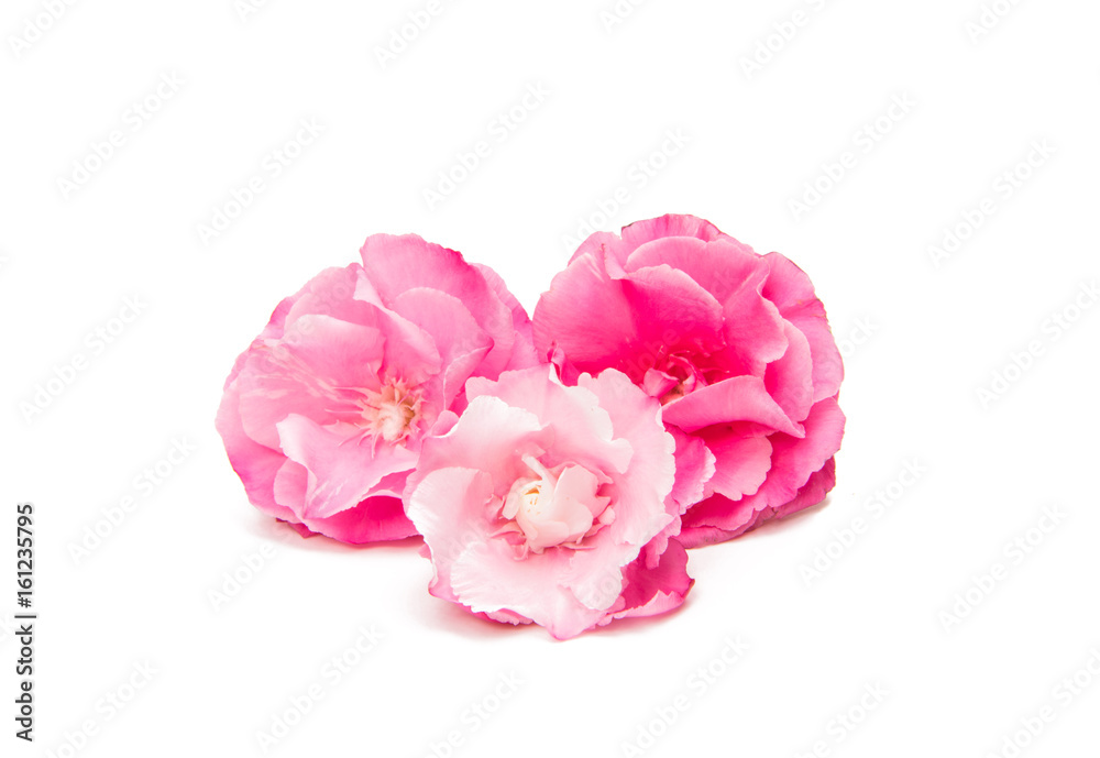 Pink oleander flower isolated