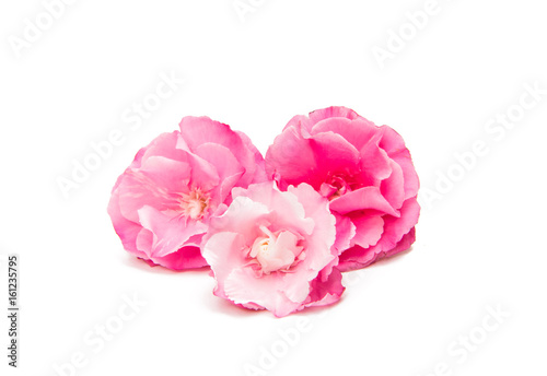 Pink oleander flower isolated