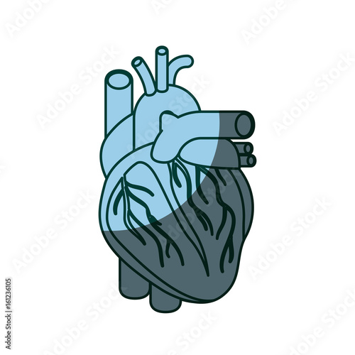 blue color shading silhouette heart system human body vector illustration