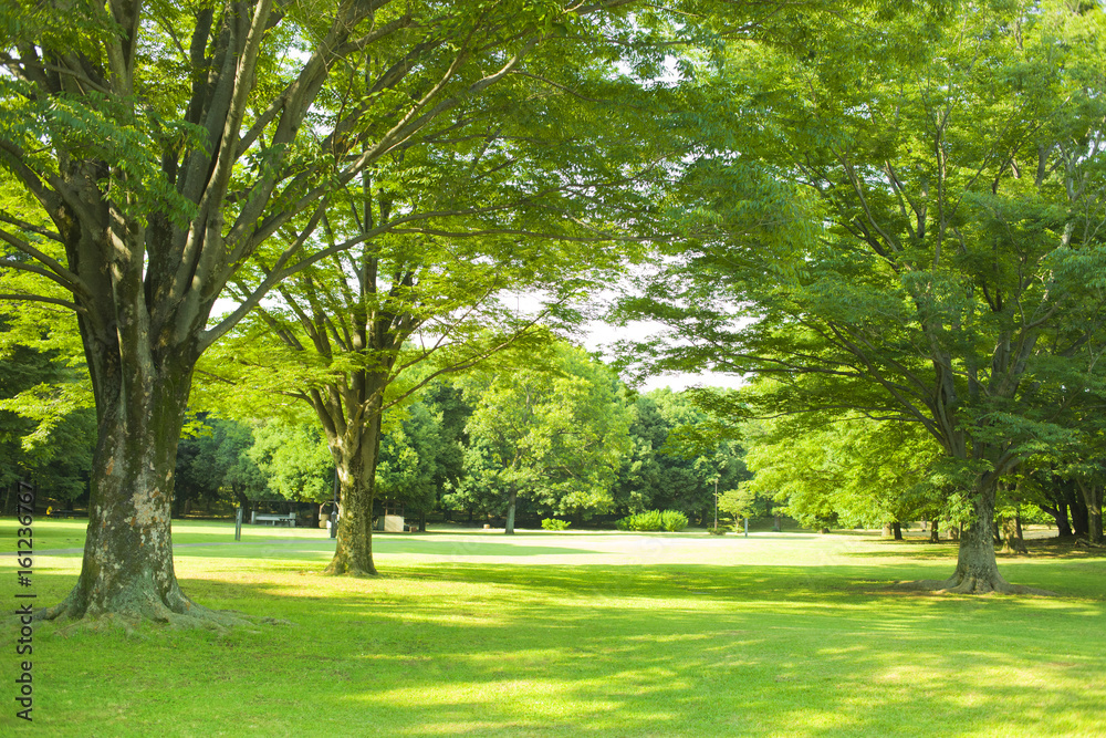 公園　芝生