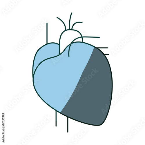 blue color shading contour heart system human body vector illustration