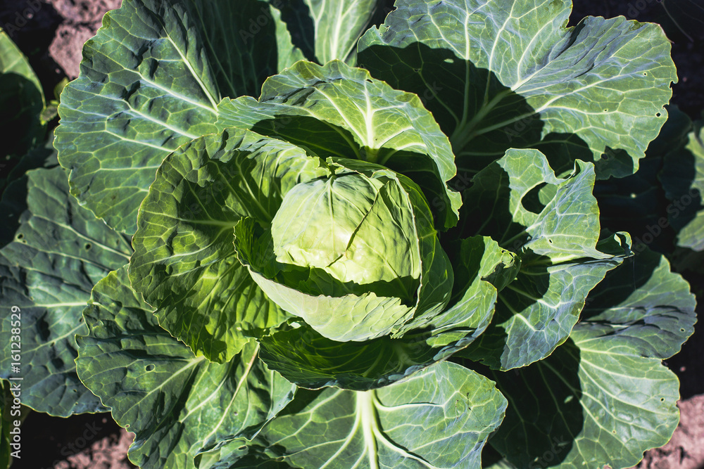 Fototapeta premium Organic Cabbage. Fresh Green Head of Cabbage in the garden