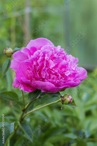 Fototapeta Naklejka Na Ścianę i Meble -  Flowering peonies in the garden. 