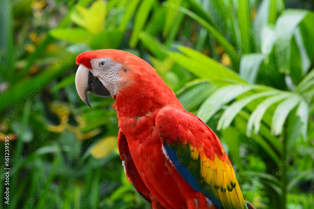 parrot profile