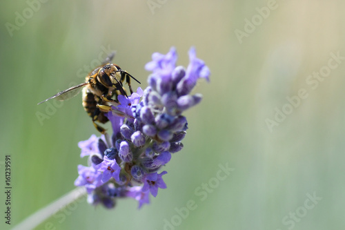 Abeille sur lavande