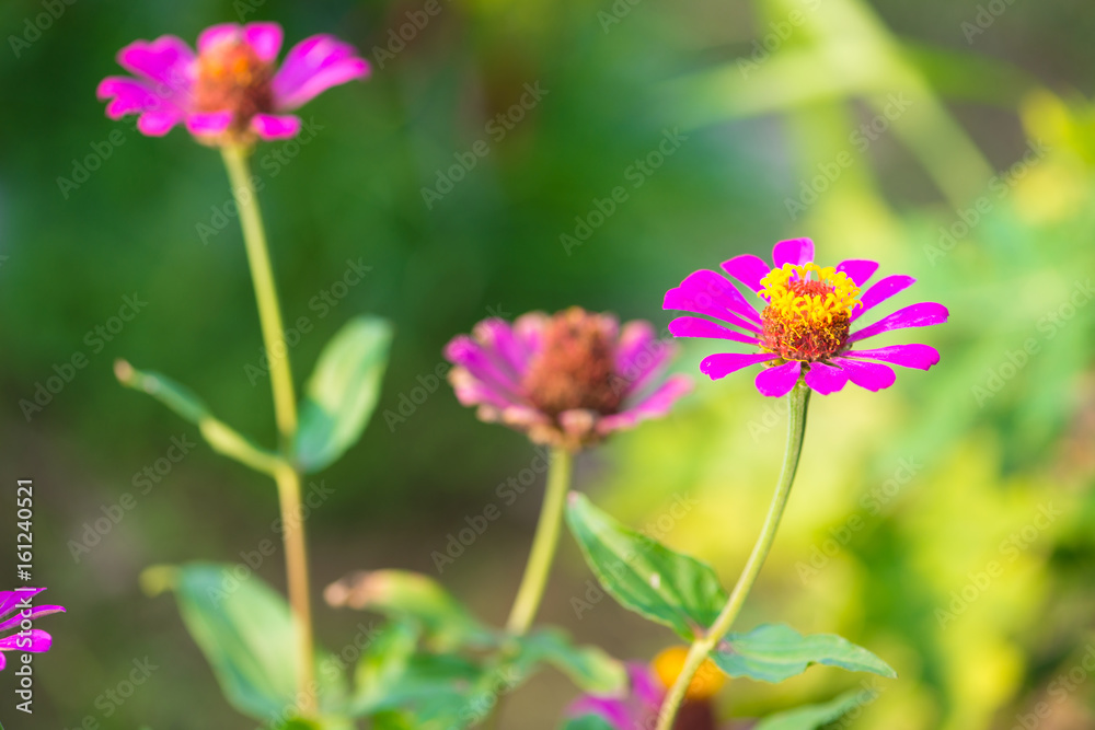 Obraz premium Zinnia flower on nature background