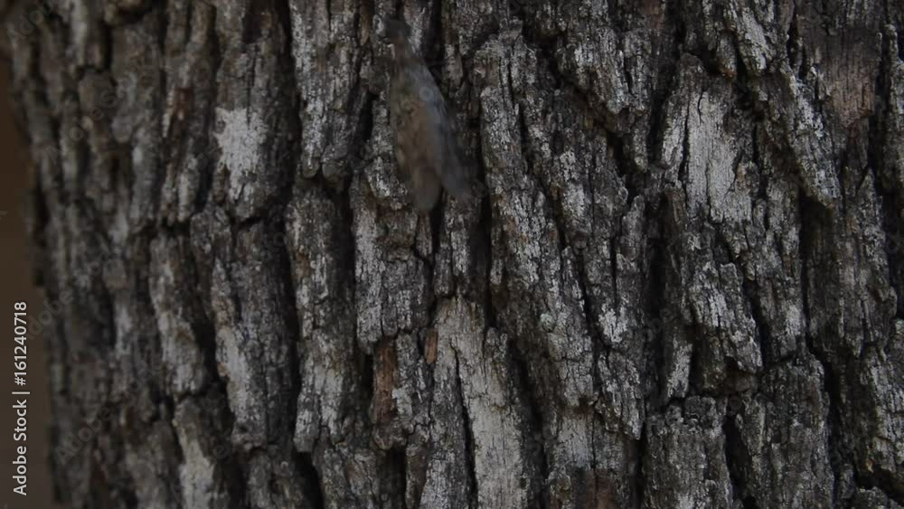 Dobsonfly(Hellgrammite) adult climbing on bark of a tree. Dobsonfly(Hellgrammite) adult climbing on bark of a tree.
