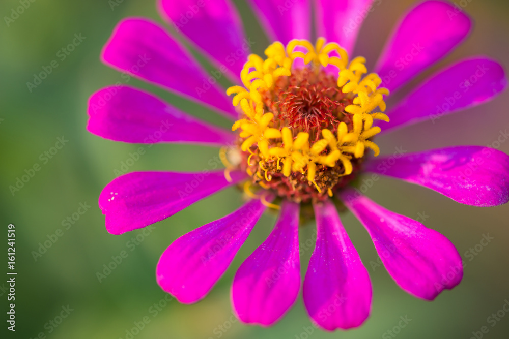 Zinnia flower on nature background Zinnia flower on nature background