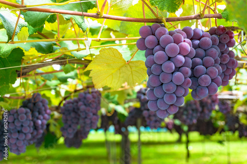Grape vines close up