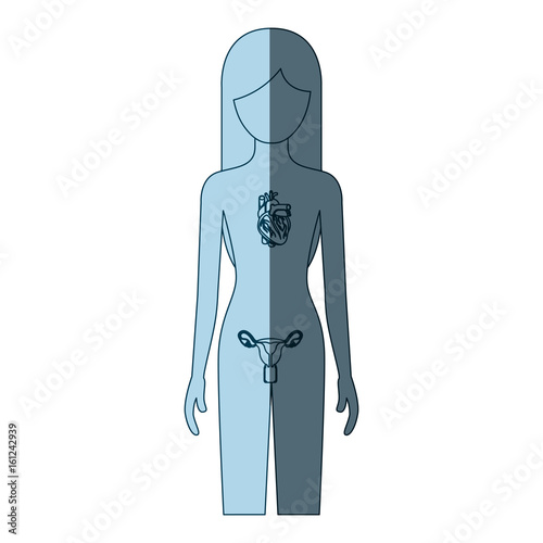 blue color shading silhouette female person with circulatory and reproductive system of human body vector illustration
