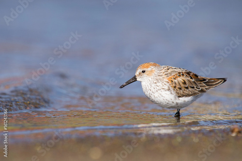 Western Sandpiper (Calidris mauri) Marin County, California, USA photo