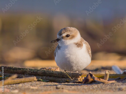 Western snowy plover, kentish plover, Charadrius alexandrinus nivosus photo