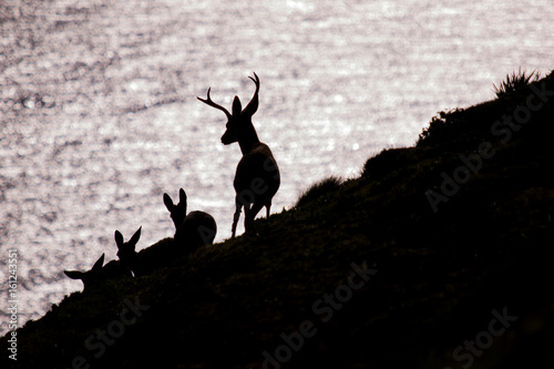 Black-tailed deer, Odocoileus hemionus columbianus photo