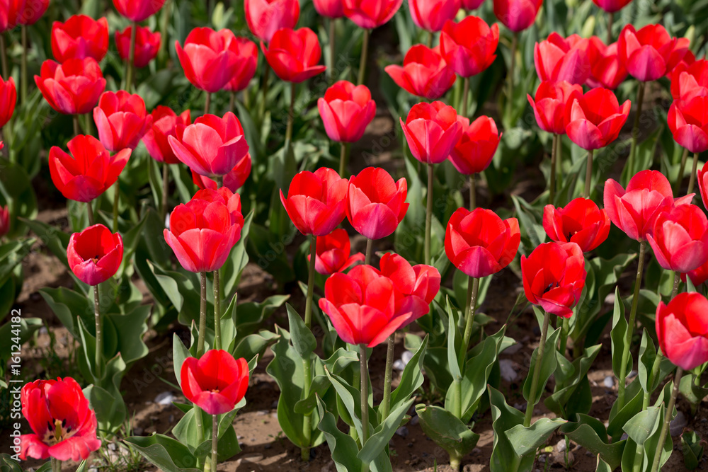 Beautiful red tulips in nature