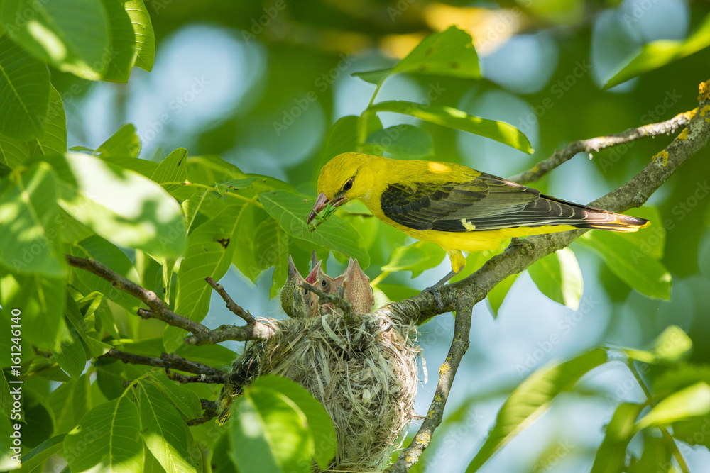 Φωτογραφία Eurasian golden oriole