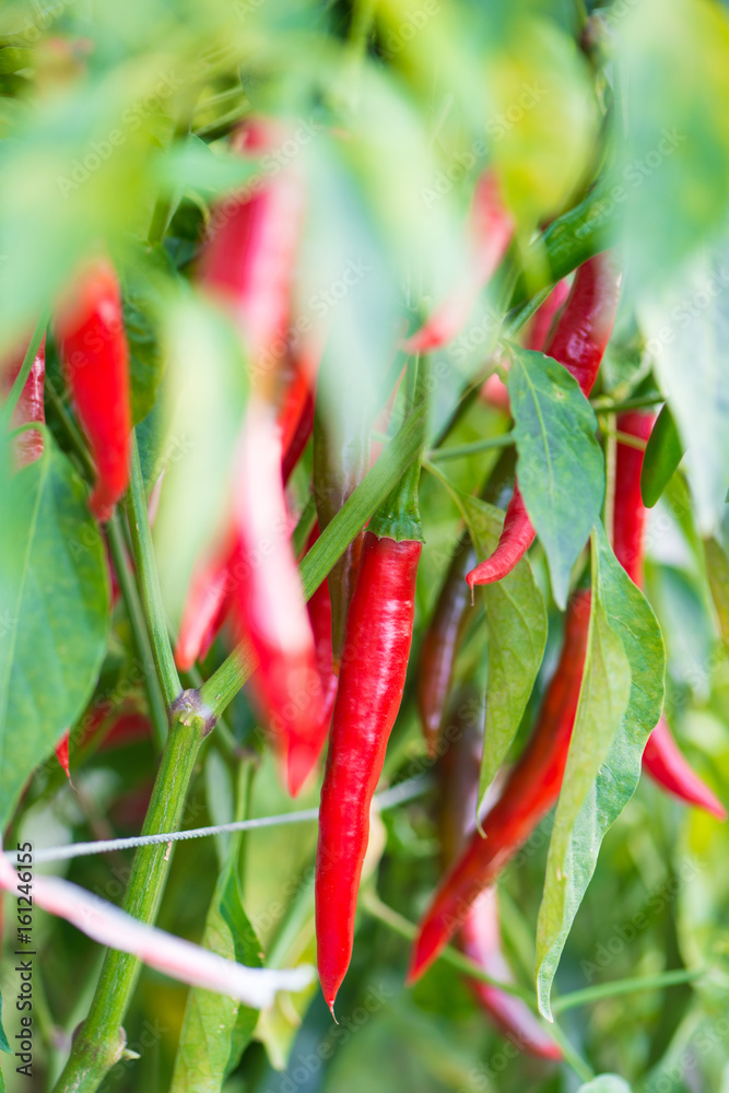 Red chili peppers on the tree in garden. Red chili peppers on the tree in garden.